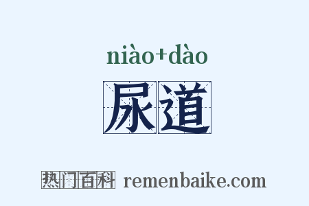 尿道是什么意思的图片